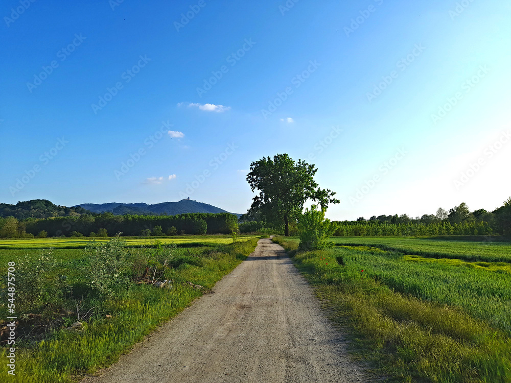 Pista ciclabile con albero