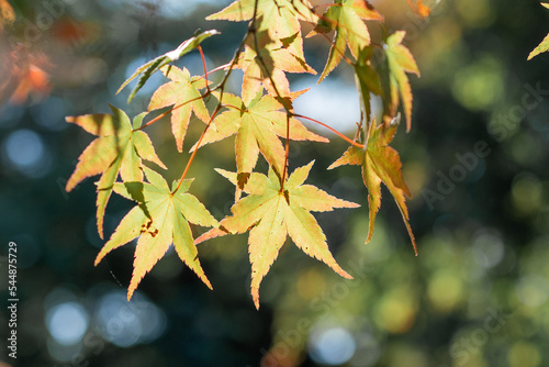 紅葉