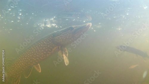 Undersea world. Video filming of fish in the water in winter on a lake in Siberia.