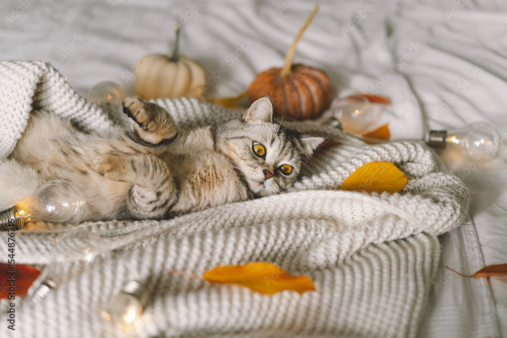 A cute cat on a soft sweater on a bed with decorative garland. Autumn or winter concepts. Hygge concept.