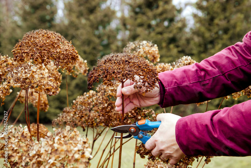 Canvas Print Person cut old hydrangeas flowers down before the Winter