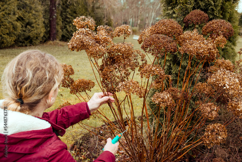 Person cut old hydrangeas flowers down before the Winter. Autumn home gardening work concept.