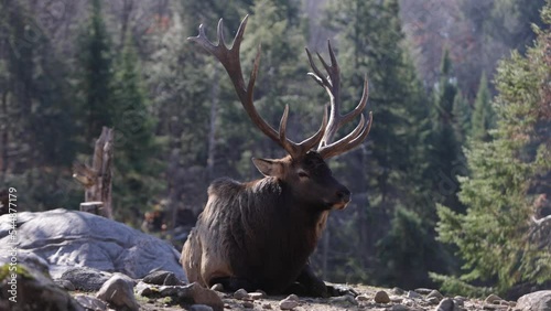 elk bull laying on sunny rocks while autumn leaves fall during rutting season