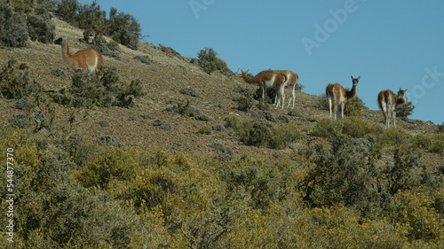 Argentina-Puerto Madryn,The guanaco is a widespread camelid in South America, including Argentina, up to Tierra del Fuego.It lives between sea level up to 4 600 m of altitude