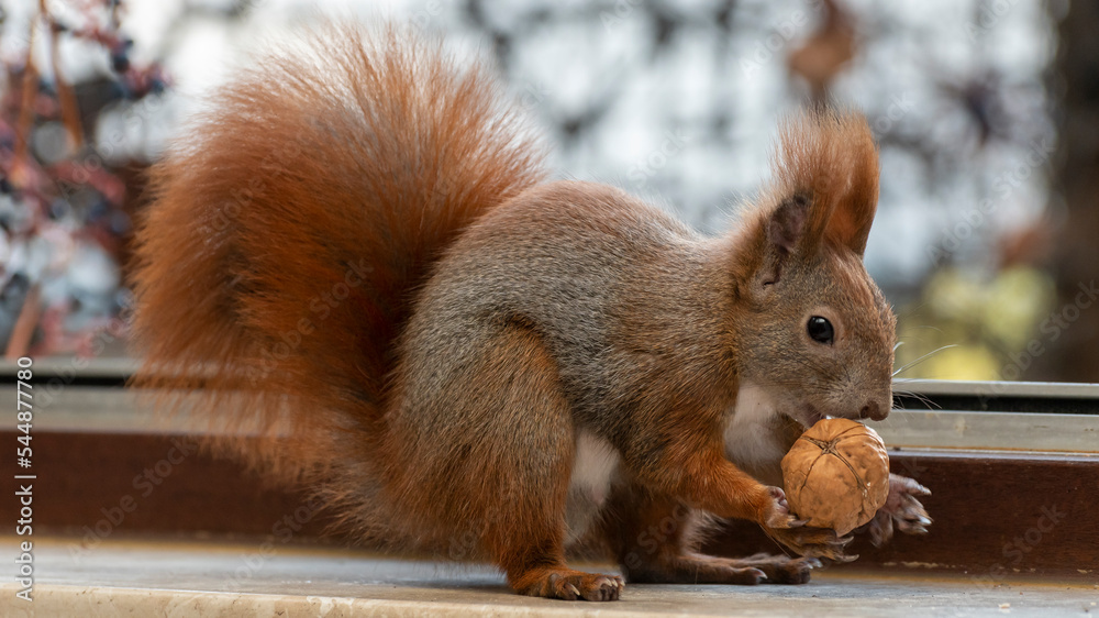 Fototapeta premium Rotes Eichhörnchen