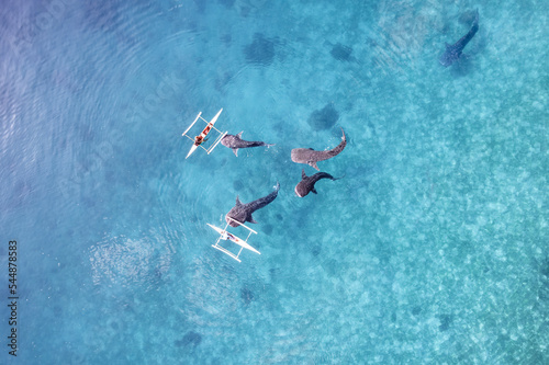 Whalesharks swimming in ocean drone aerial footage Cebu Philippines