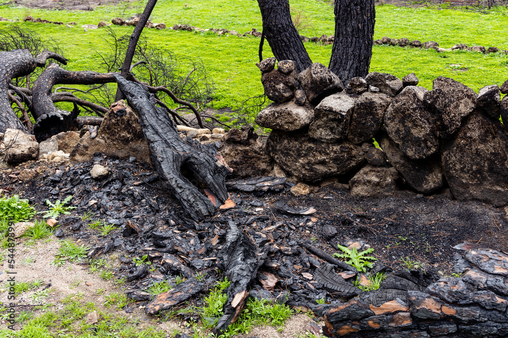 Burnt tree trunk after a forest fire in Avila, Spain Burnt tree trunk after a forest fire in Avila, Spain