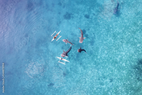 Whalesharks swimming in ocean drone aerial footage Cebu Philippines