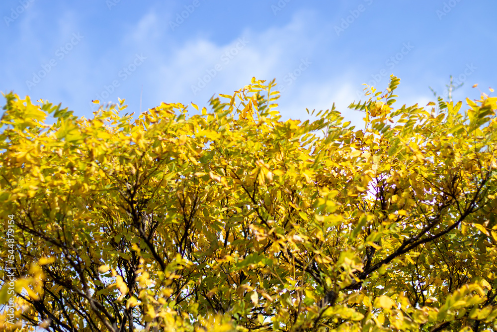 Fototapeta premium yellow leaves on tree, against the sky background