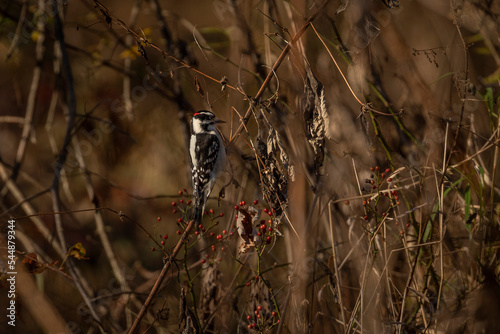 Downy Woodpecker searches for grubs