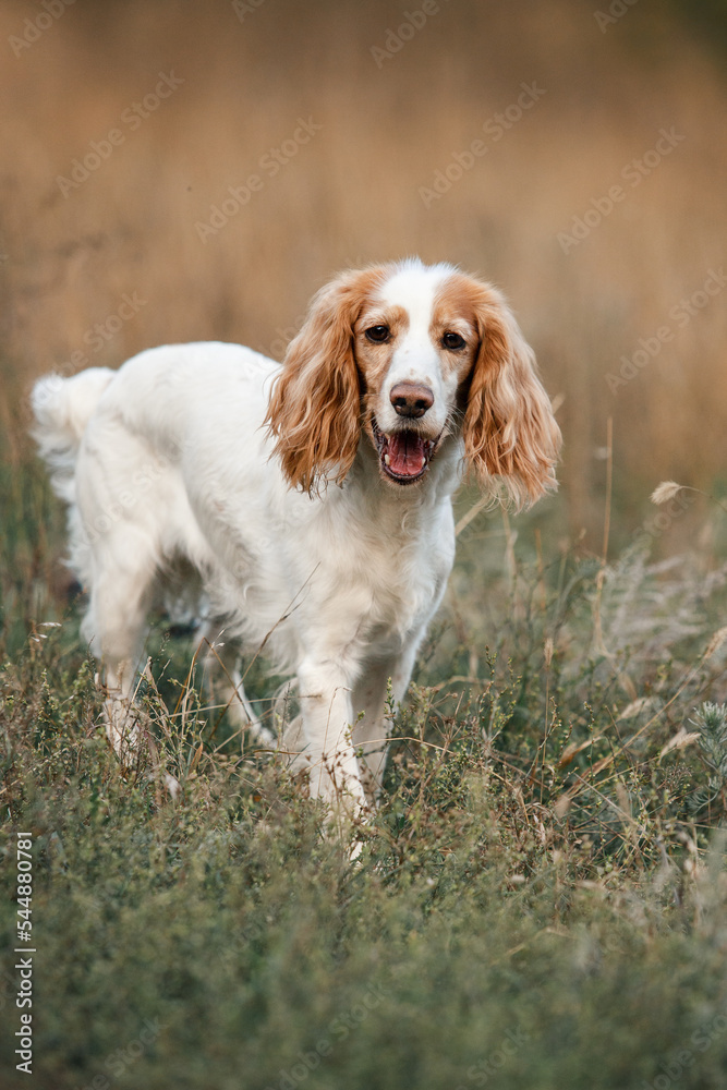 spaniel dog