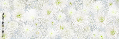 Chrysanthemum and Gypsophila white flower panoramic romantic background