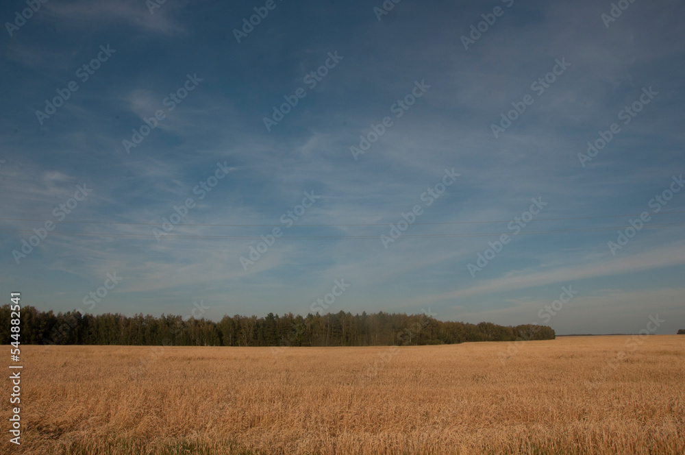 Sunset wheat golden field in the evening. Growth nature harvest. Agriculture farm.