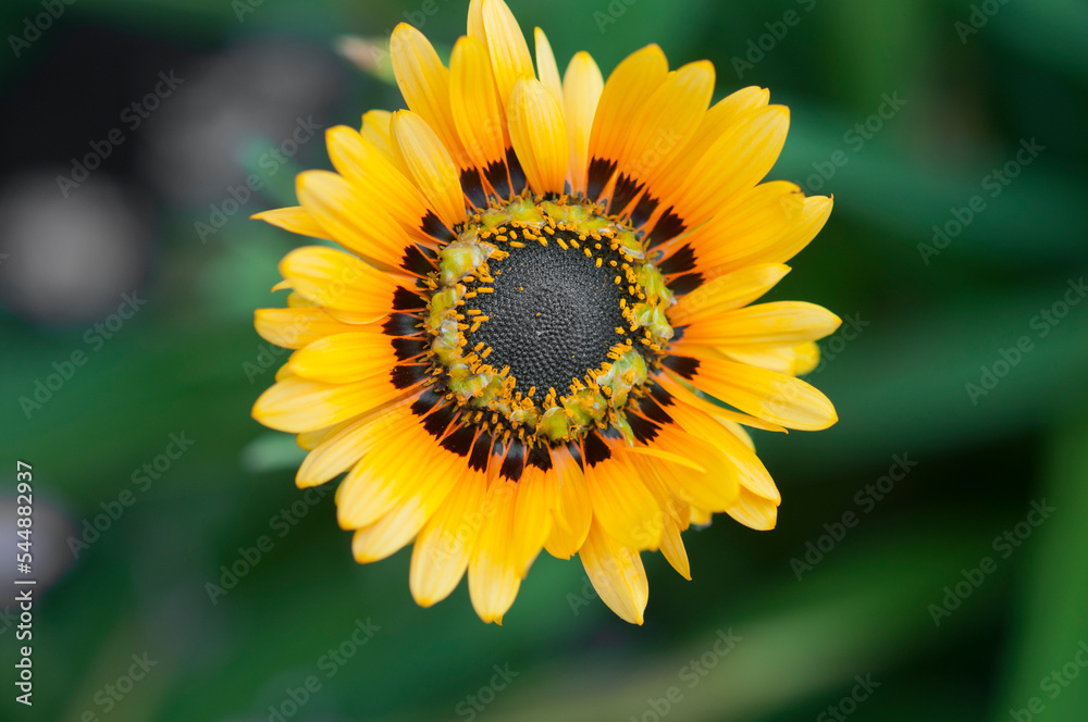 Close up of Graceful White Venidium Daisy Flower (Venidium fastuosum) showing the central petals, anthers and stamens (black center).