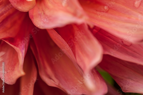 Macro of pink dahlia flower. Beautiful pink daisy flower with pink petals. Chrysanthemum with vibrant petals. Floral close up. Pink aesthetic. Floral pattern. Autumn garden. Romance card.