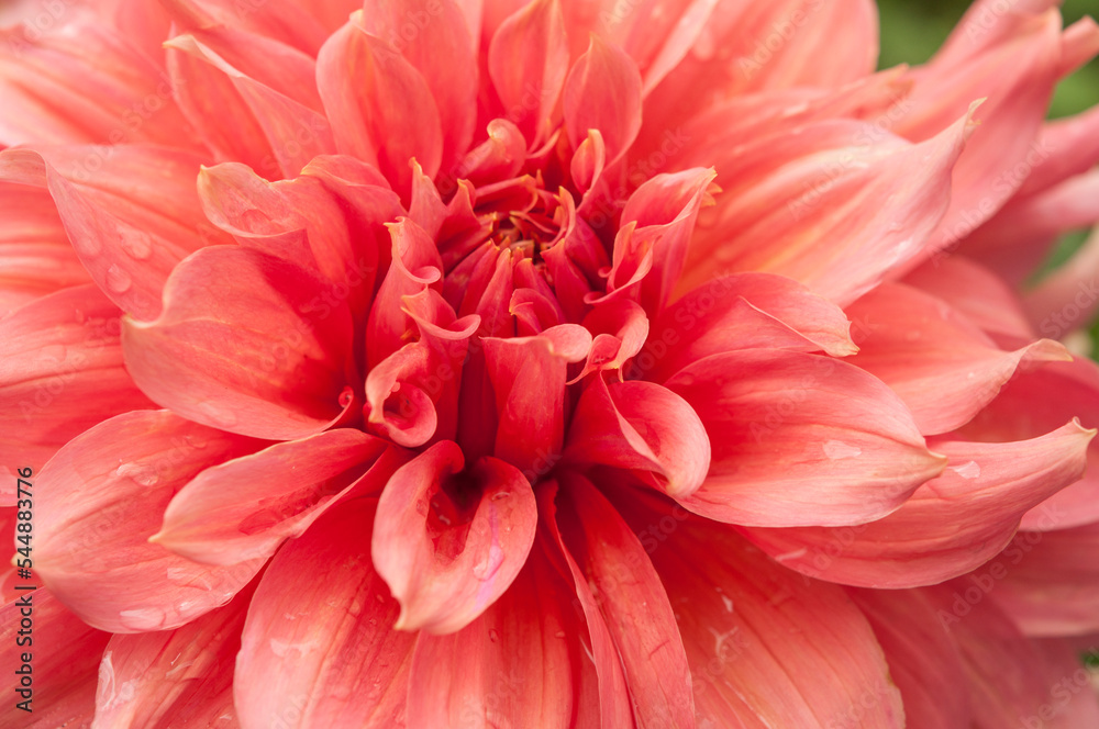 Macro of pink dahlia flower. Beautiful pink daisy flower with pink petals. Chrysanthemum with vibrant petals. Floral close up. Pink aesthetic. Floral pattern. Autumn garden. Romance card. Macro of pink dahlia flower. Beautiful pink daisy flower with pink petals. Chrysanthemum with vibrant petals. Floral close up. Pink aesthetic. Floral pattern. Autumn garden. Romance card.