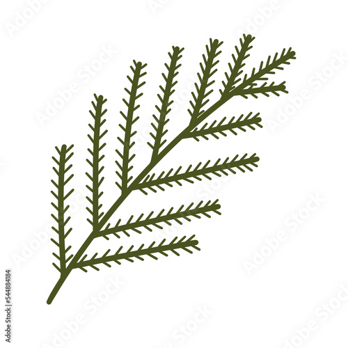 Green fir tree brunch with leaves isolated. Hand drawn png illustration. © Shakhnoza