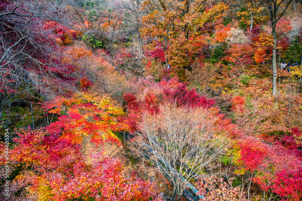 autumn leaves in the park