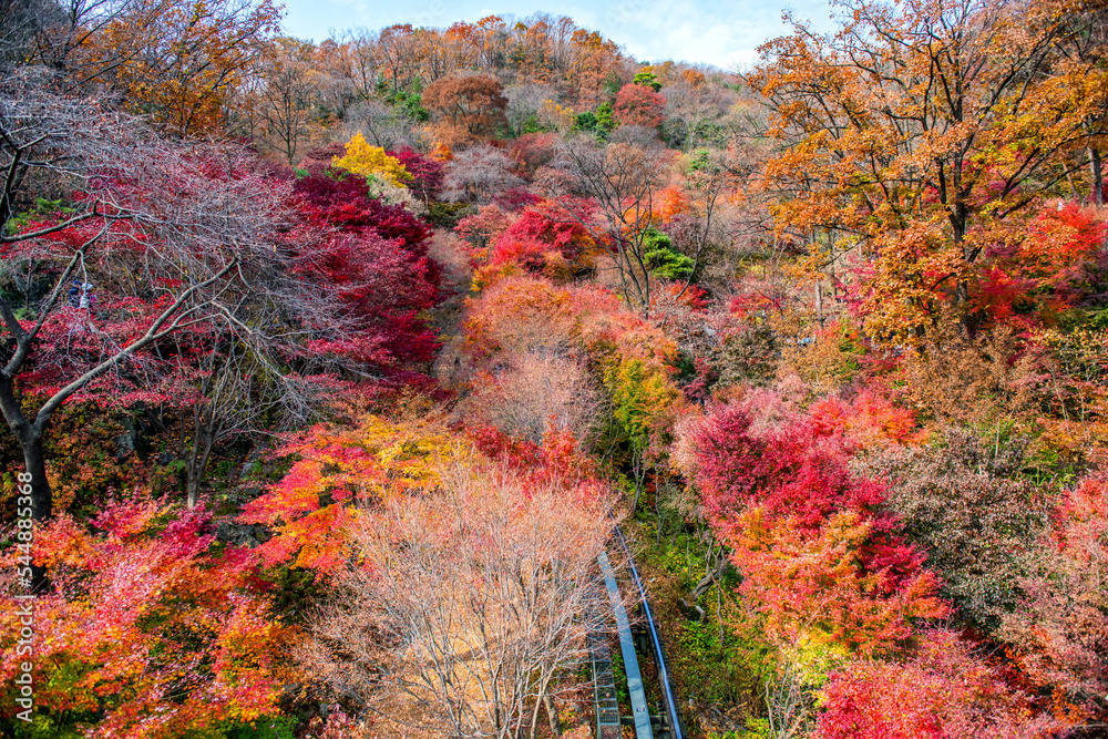 autumn in the forest