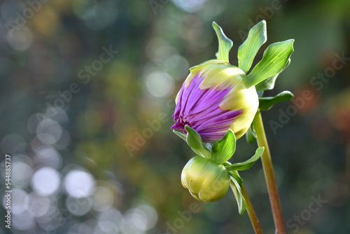 Autumn flower, Dahlia button, pink, mood gardening in October flowering home garden, sprout background vegetal.