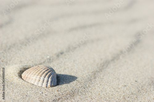 Shell on the beach II