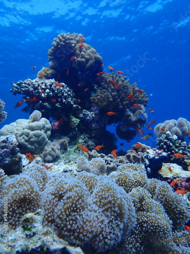 Coral Reef in Egypt