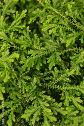 Close-up of Freshness Selaginella involvens fern