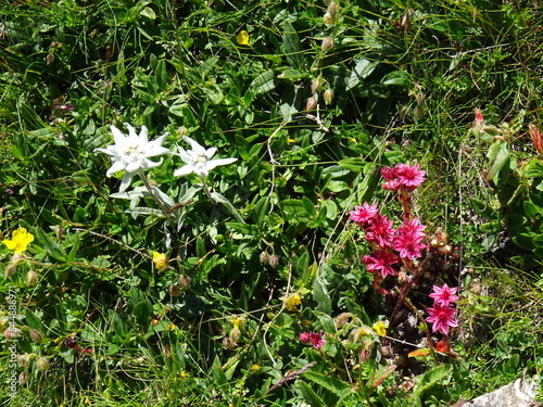 Edelweiss et joubarbes
