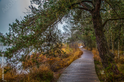 Moorlandschaft im Herbst