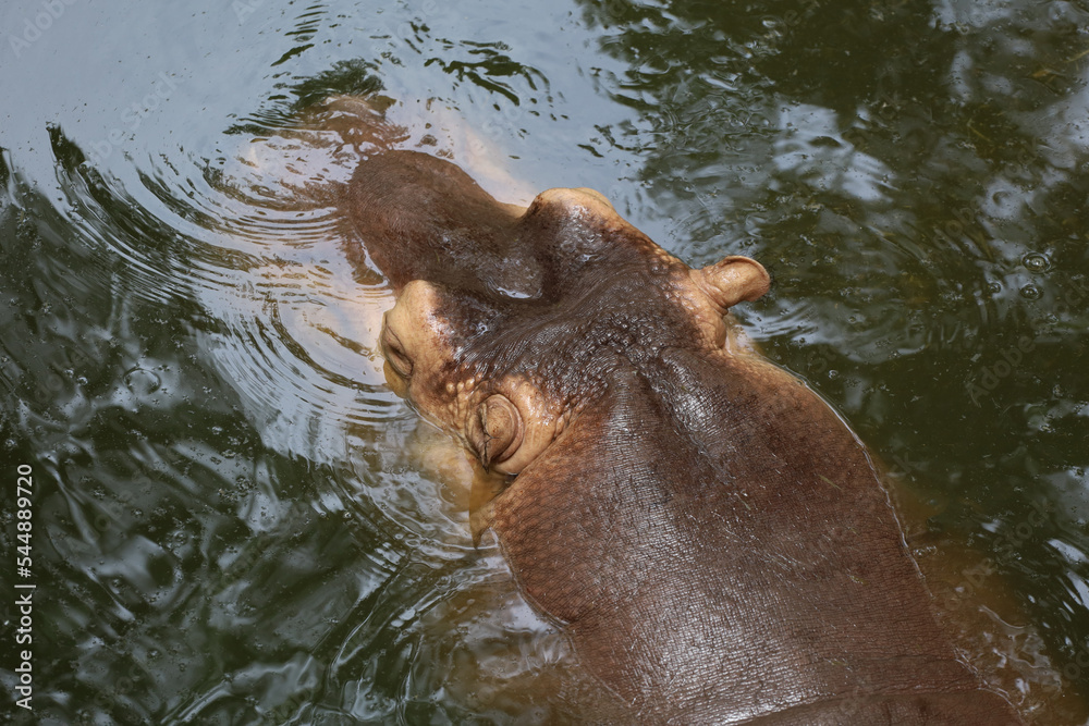 Fototapeta premium Close up head The Big hippopotamus is float in river