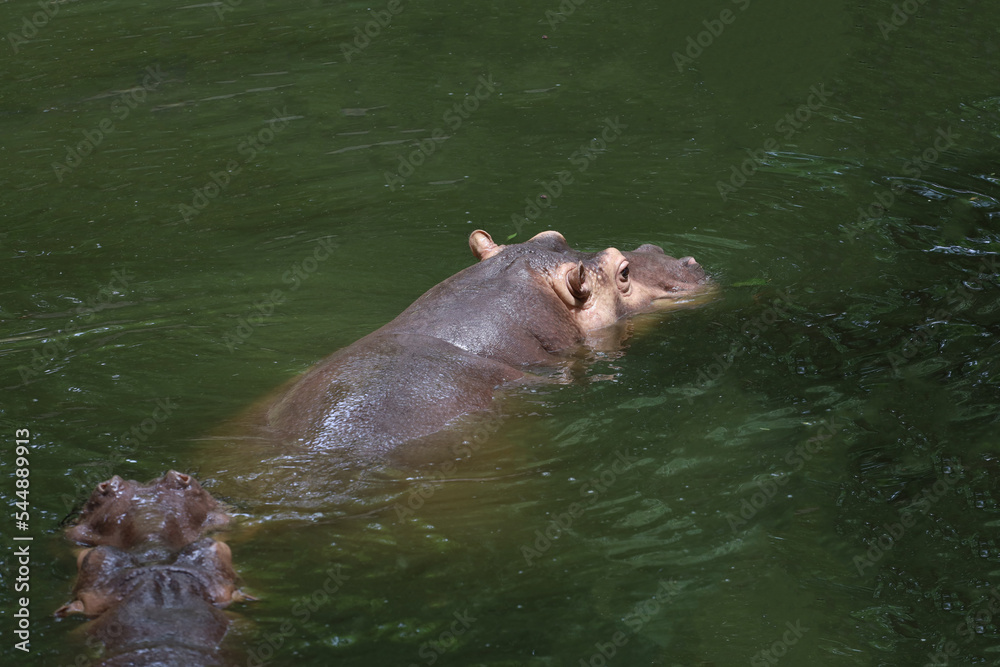 Fototapeta premium Close up head The Big hippopotamus is float in river