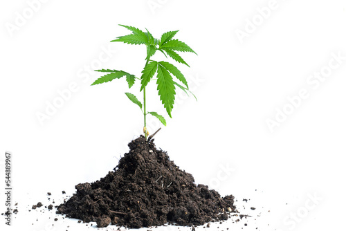 Cannabis growing from pile of soil, cannabis seedlings, isolated image of hemp on white background