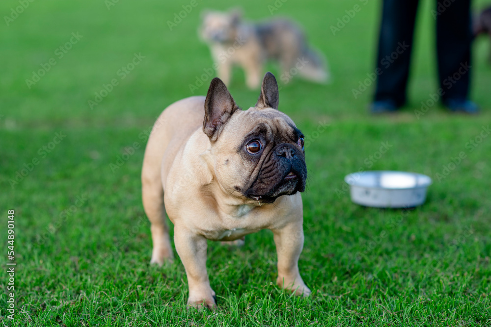 French Bulldog out for a walk on the green grass in a sunny warm day