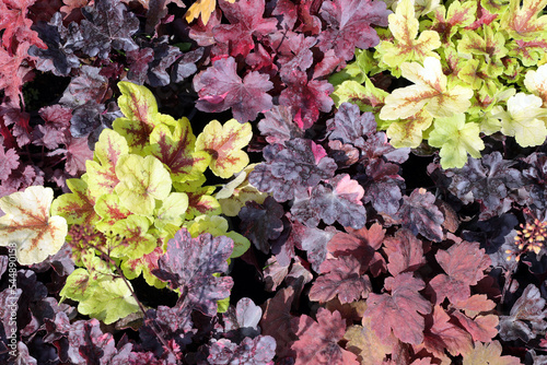 Wallpaper Mural multi-colored leaves of geyhera (lat. Heuchera) of different shades. sale of plants for landscaping the park Torontodigital.ca
