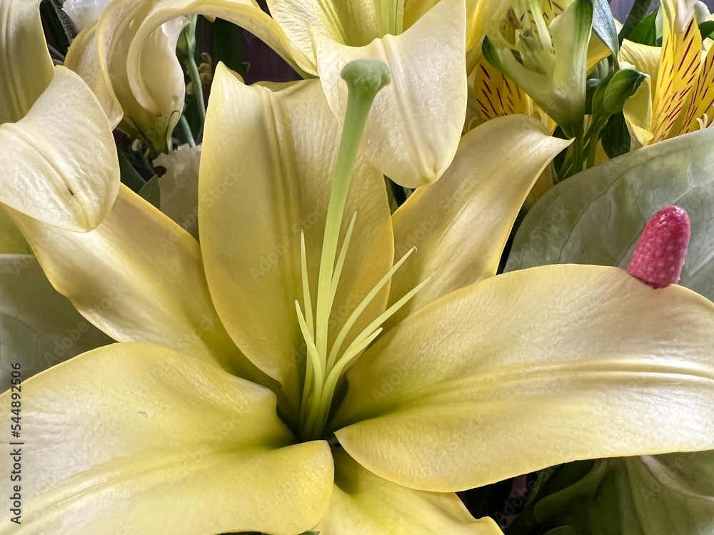 Obraz premium 黄色い百合の花のアップ。