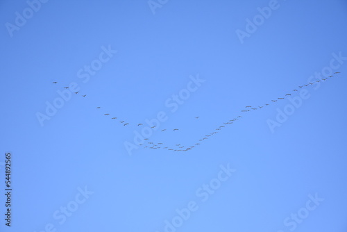A flock of cranes returns from the south