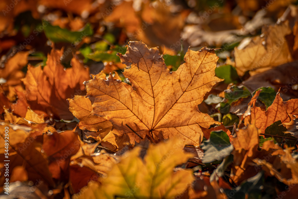 autumn maple leaves on the ground