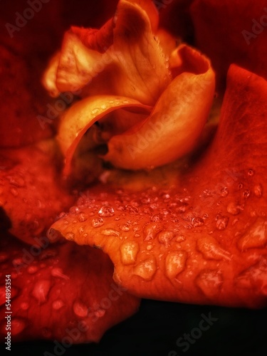 Closeup orange rose petal with water drops. Rose flower after rain.