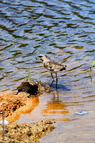 El tero (Vanellus chilensis)