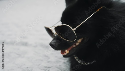 Schipperke dog in glasses. Thug life concept. photo