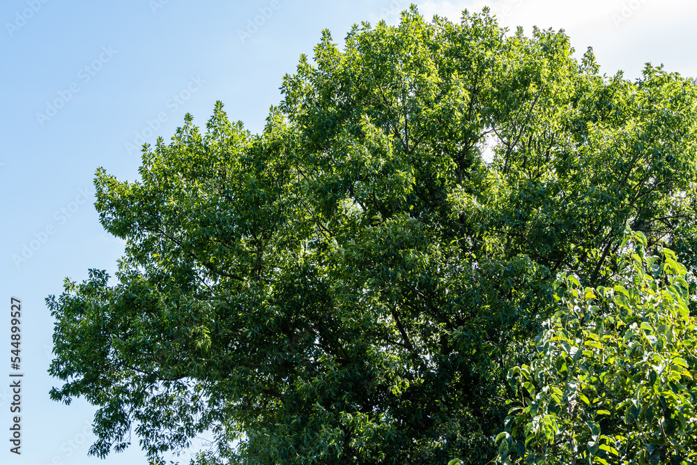 Bright lush foliage of red oak Quercus rubra against a blue summer sky. Huge oak is decoration of an ornamental garden. Tallest tree in area. Summer sunny day. Clear blue sky. Bright lush foliage of red oak Quercus rubra against a blue summer sky. Huge oak is decoration of an ornamental garden. Tallest tree in area. Summer sunny day. Clear blue sky.
