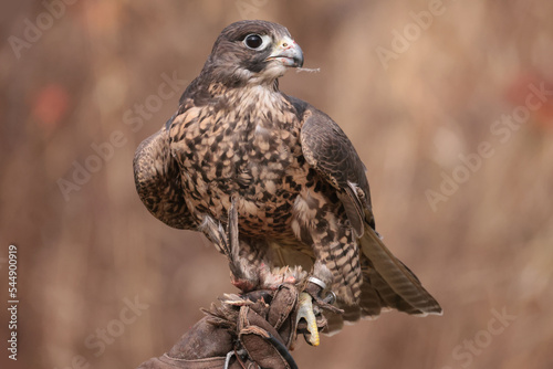 Gryfalcon/Perrigrine falcon cross being trained for falconry in late fall in Northern Ontario photo