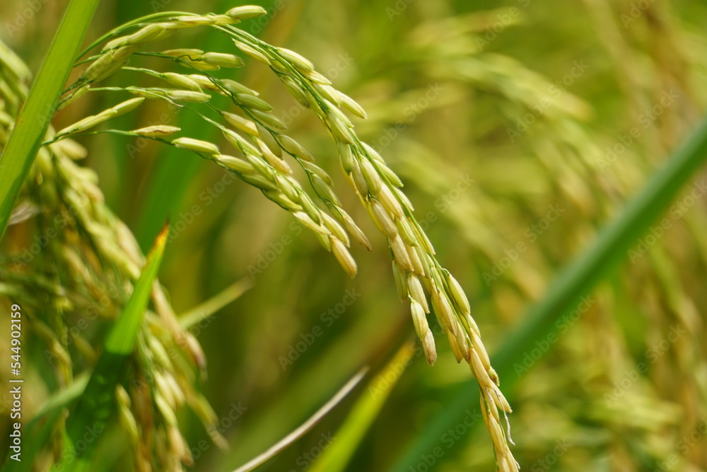 Rice with natural background. Rice is still green, young, not yet contained and not ready for harvest. Rice with natural background. Rice is still green, young, not yet contained and not ready for harvest.