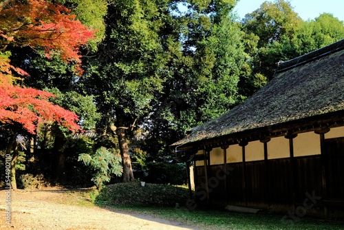 京都世界文化遺産の1つ「上賀茂神社（かみがもじんじゃ）」，絶景，秋，紅葉，名庭・文化財，京都，お寺, 風景, 旅行, 建築, 自然, 木,