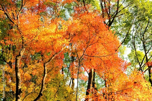 京都世界文化遺産の1つ「上賀茂神社（かみがもじんじゃ）」，絶景，秋，紅葉，名庭・文化財，京都，お寺, 風景, 旅行, 建築, 自然, 木,	 photo