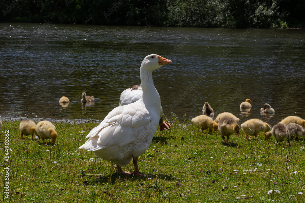 Angry goose protects goslings outdoors on a green meadow. Countryside concept, domestic goose with gosligs Angry goose protects goslings outdoors on a green meadow. Countryside concept, domestic goose with gosligs