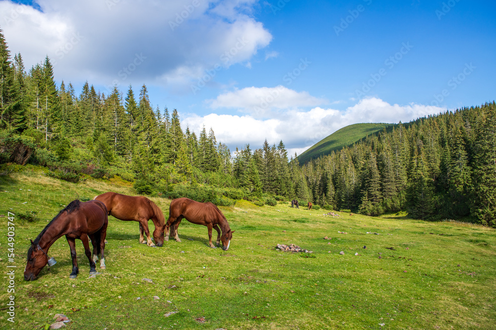 Horses on a high mountain pasture.