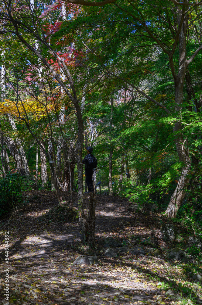 Fototapeta premium 廃線跡
