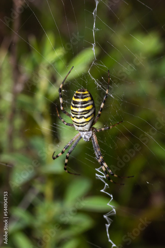 A wasp spider in a large web on a background of green grass on a sunny day. Argiope bruennichi