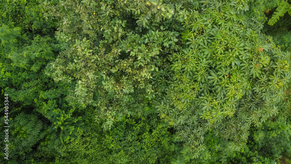 Aerial top view of green trees, texture and background,view from above.